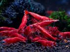 Shrimp All Colour Available