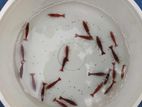 Shrimp