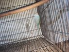 Bird Sell