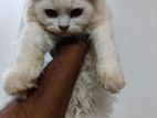 Cat for sale
