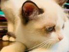 Siamese and Ragdoll mixed breed cat for sell