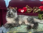 Siberian Breed persian cat for sell