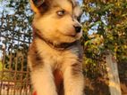 Siberian Husky Dog