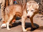 Siberian Husky Dog.