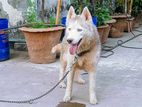 Siberian Husky Dog