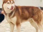 Siberian husky