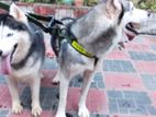 Siberian Husky pair