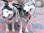 Siberian Husky Pair