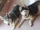 Siberian Husky pair