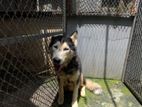 Siberian Husky Pair