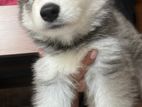Siberian Husky Puppy