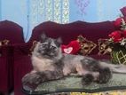 Sibreian breed persian cat for sell