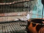 সিলভার ডায়মন্ড ডাব বাচ্চা