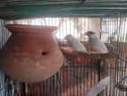 সিলভার জাবা জোড়া