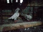 Bird For Sale