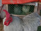 সিলভার কোচিং