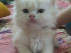 সিলেট বিভাগ এ / Persian Cat পার্শিয়ান ক্যাট