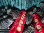 কোয়েল পাখি বিক্রি