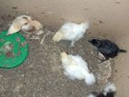 Silk, Fiter Bahma Murger Runing, & Baby Sell