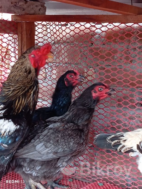 Yoshlarning jinsiy zavqlarini tomosha qiling