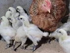 সিল্কি মুরগির বাচ্চা
