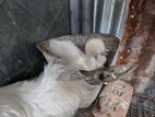 silkie murgi