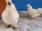 silkie murgi