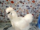 silkie murgi