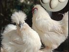 Silkie Murgi with eggs