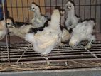 silki,molted and silver cochin ar bacca