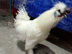 Silky chicken