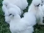 Silky Hen