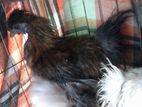 Silky hen Sale