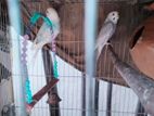 Silky Male And Ash Female Budgie Master Pair