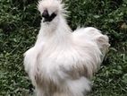 silky morog
