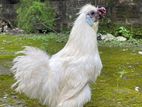 Silky Morogo