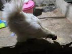 Silky murgi