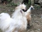 Silky Murgi Running Pair