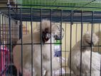 Silky Murgi White ( Running Pair)