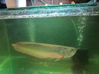 Silver arowana