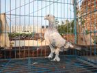 Silver Cuithal Nor