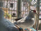 silver diamond dove breeding pair