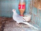 Silver Dove Female