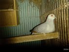 Silver Dove Female