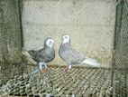 Silver gorra kobutor pair