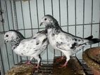 Silver pigeon