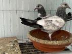 Silver pigeon