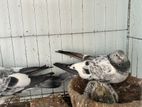 silver pigeon master pair with baby