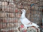 silver racing pigeon