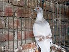 Silver racing pigeon